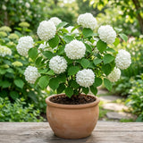 Snowball Bush Live Plant, Snowball Viburnum Bush, 2.5 Inc Pot, 8-10 Inc Tall, Viburnum Live Plant for Outdoor Garden and Landscape