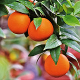 Blood Orange Tree Live Plant, 3 Feet Tall Grafted Citrus Tree, Sweet Red Orange Fruit Tree for Outdoor Planting