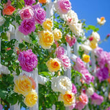 Random Climbing Bush Roses for Garden, Fragrant and Hardy Rose Plants for Outdoor Planting, No Pot, 5 to 9 Inc Tall Starter Plant Well-Rooted, Random Single Color Bloom