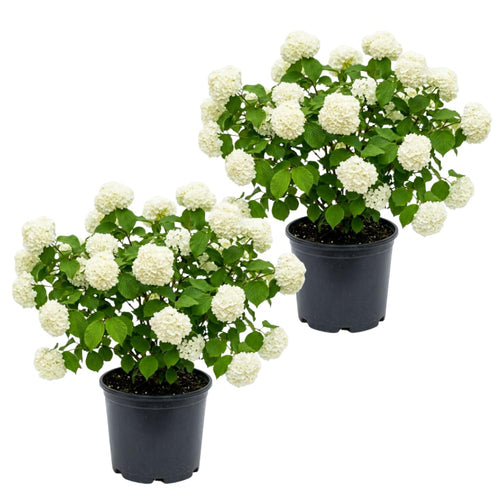 Pack of 2 Snowball Bush Live Plants, Snowball Viburnum Bush, 2.5 Inc Pot, 8-10 Inc Tall, Viburnum Live Plant for Outdoor Garden and Landscape