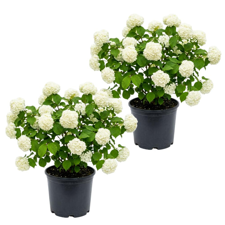 Pack of 2 Snowball Bush Live Plants, Snowball Viburnum Bush, 2.5 Inc Pot, 8-10 Inc Tall, Viburnum Live Plant for Outdoor Garden and Landscape