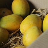 Julie Mango Tree Live Plant 2 Years Old, Sweet Mango Plant Live Ready to Plant, 1.5-2 Feet Tall, Edible Tropical Fruit for Zones 9-11 Outdoor Planting