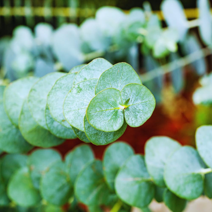 Eucalyptus Tree Plant Live Indoor, Baby Blue Eucalyptus Live Plant Without Pot, 5 to 7 Inches Tall Size Plants
