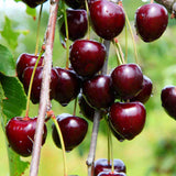 2 Black Cherry Plants Live 12-18 Inch Tall, Bareroots, Sweet Cherry Tree Live Plant, Wild Black Cherry Live Plant Fruit Tree, Cherry Tree Plant
