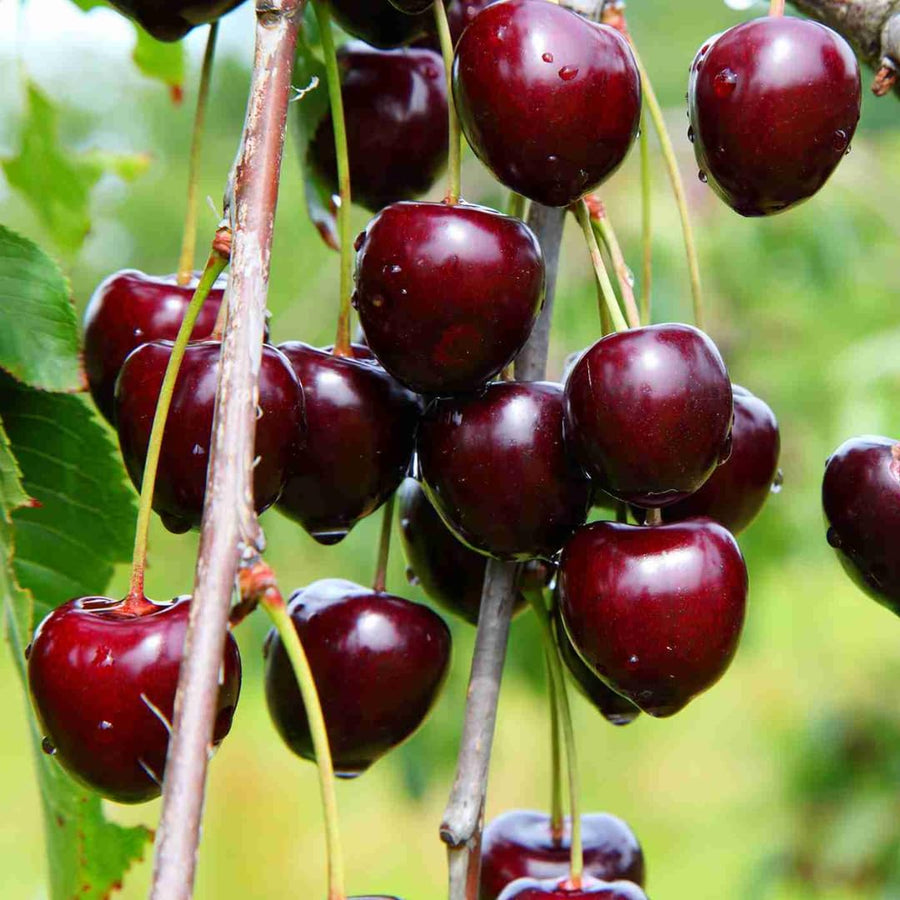 2 Black Cherry Plants Live 12-18 Inch Tall, Bareroots, Sweet Cherry Tree Live Plant, Wild Black Cherry Live Plant Fruit Tree, Cherry Tree Plant