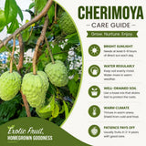 Cherimoya Tree Live Plant, Large Cherimoya Plant for Outdoor Planting, Sweet Fruit Tree, Ready to Bear Fruit, 4-6 Inches Tall