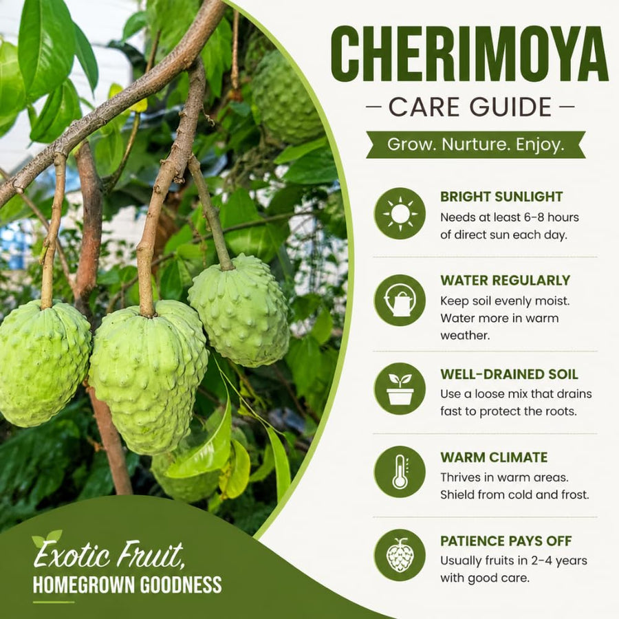 Cherimoya Tree Live Plant, Large Cherimoya Plant for Outdoor Planting, Sweet Fruit Tree, Ready to Bear Fruit, 4-6 Inches Tall