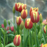 10 Mix Tulip and Daffodil Bulbs for Spring Planting, Coloful for Spring Bloom, Outdoor Planting