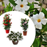 2 Mandevilla Live Plants, Mandevilla Flowering Vines Trellis, 4-9 Inch Tall Plants for Hanging Baskets, Container and Garden Growing
