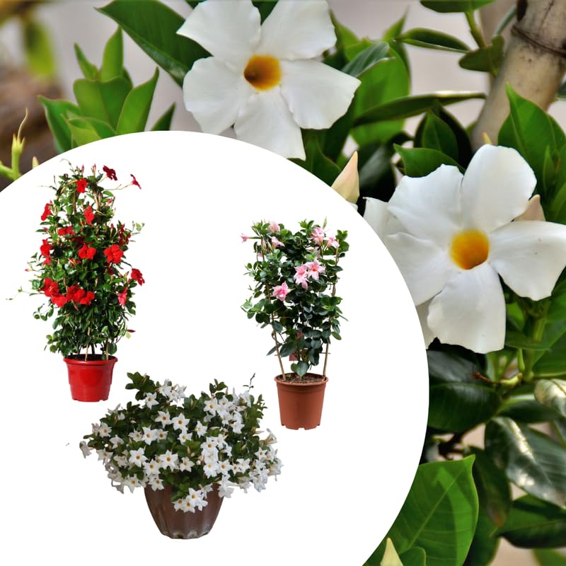 2 Mandevilla Live Plants, Mandevilla Flowering Vines Trellis, 4-9 Inch Tall Plants for Hanging Baskets, Container and Garden Growing