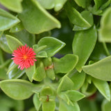Baby Sun Rose Live Plant, Variegated Ice Plant, Variegated Baby Sun Rose Succulent for Indoor Outdoor Growing, 2 Inch Pot