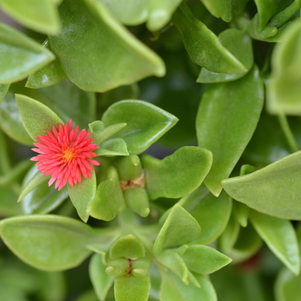 Baby Sun Rose Live Plant, Variegated Ice Plant, Variegated Baby Sun Rose Succulent for Indoor Outdoor Growing, 2 Inch Pot