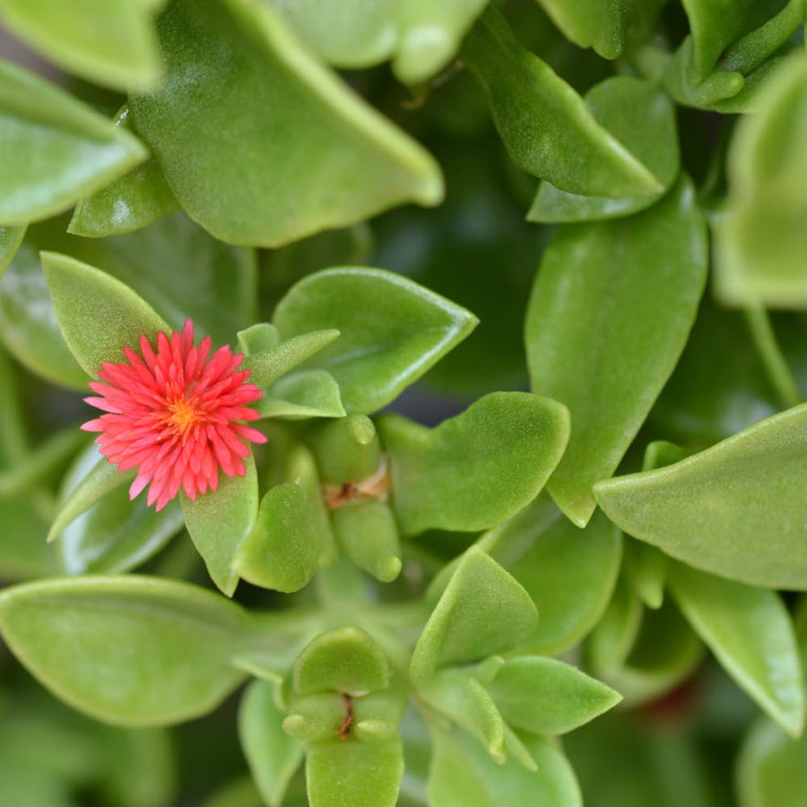 Baby Sun Rose Live Plant, Variegated Ice Plant, Variegated Baby Sun Rose Succulent for Indoor Outdoor Growing, 2 Inch Pot
