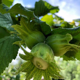 Set 2 Hazelnut Plant Live Shrub 6-10 Inches Tall, Hazelnut Tree in Quart Pot, Fast Growing Nut Tree for Outdoor Garden and Yard, Dormant in Winter