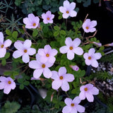 Oxalis Plant Live, Shamrock Spring Flower, 4 Inc Pot, Ornamental Oxalis Plant Live for Indoor Outdoor Garden, 4-8'' Tall (Purple)