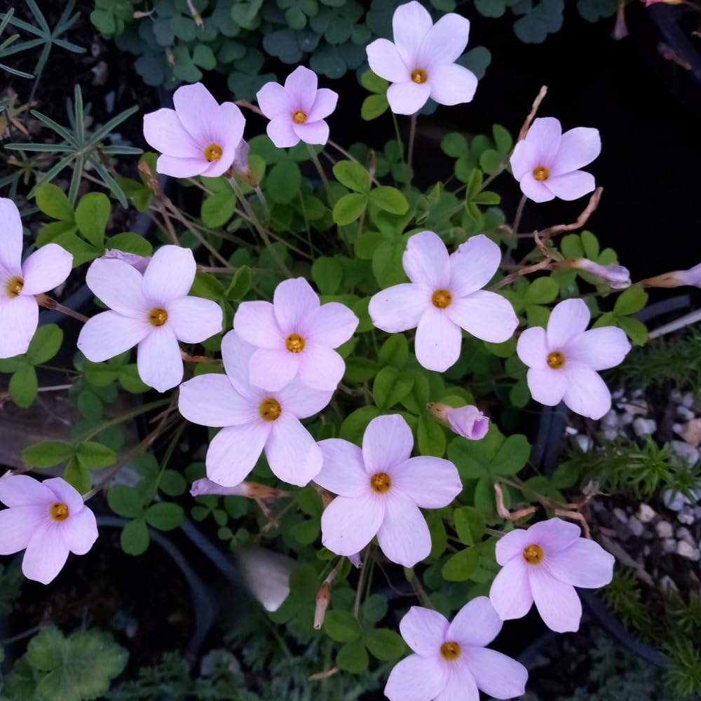 Oxalis Plant Live, Shamrock Spring Flower, 4 Inc Pot, Ornamental Oxalis Plant Live for Indoor Outdoor Garden, 4-8'' Tall (Purple)