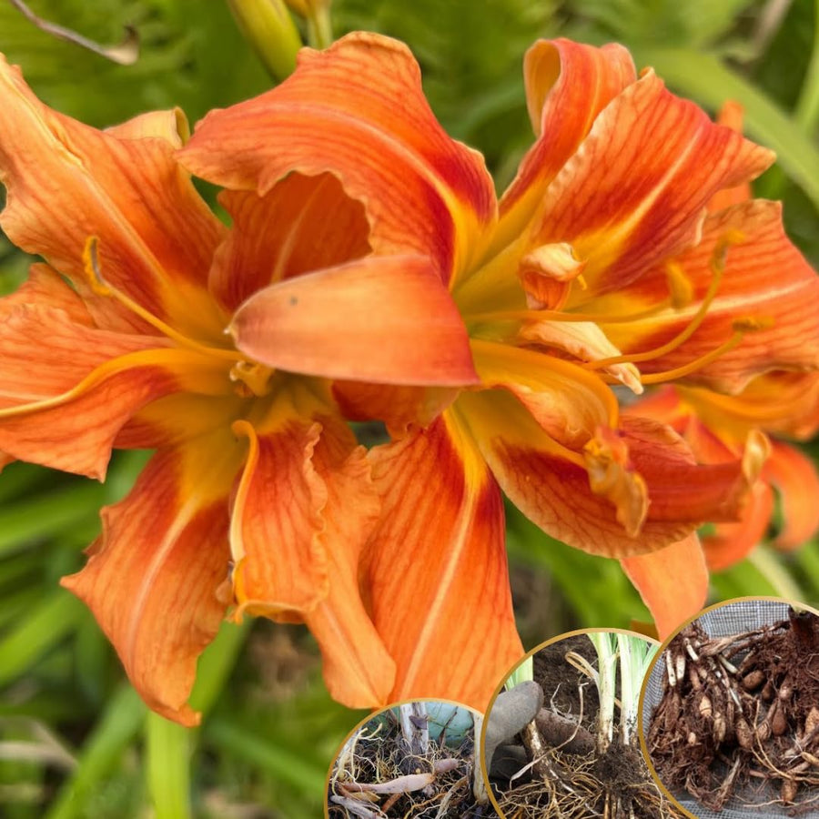 10 Double Orange Daylily Roots, Hardy Perennial Flower for Garden Beds and Borders Planting, Easy Care, Ready to Grow