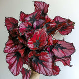Begonia Live Plant Outdoor, Can Grow As Weeping Begonia, Red Black Leaf, Fast-Growing, Easy-Care Flowering Plant for Gardens Containers, 5-9” Tall, No Pot, Begonia Maculata Plants