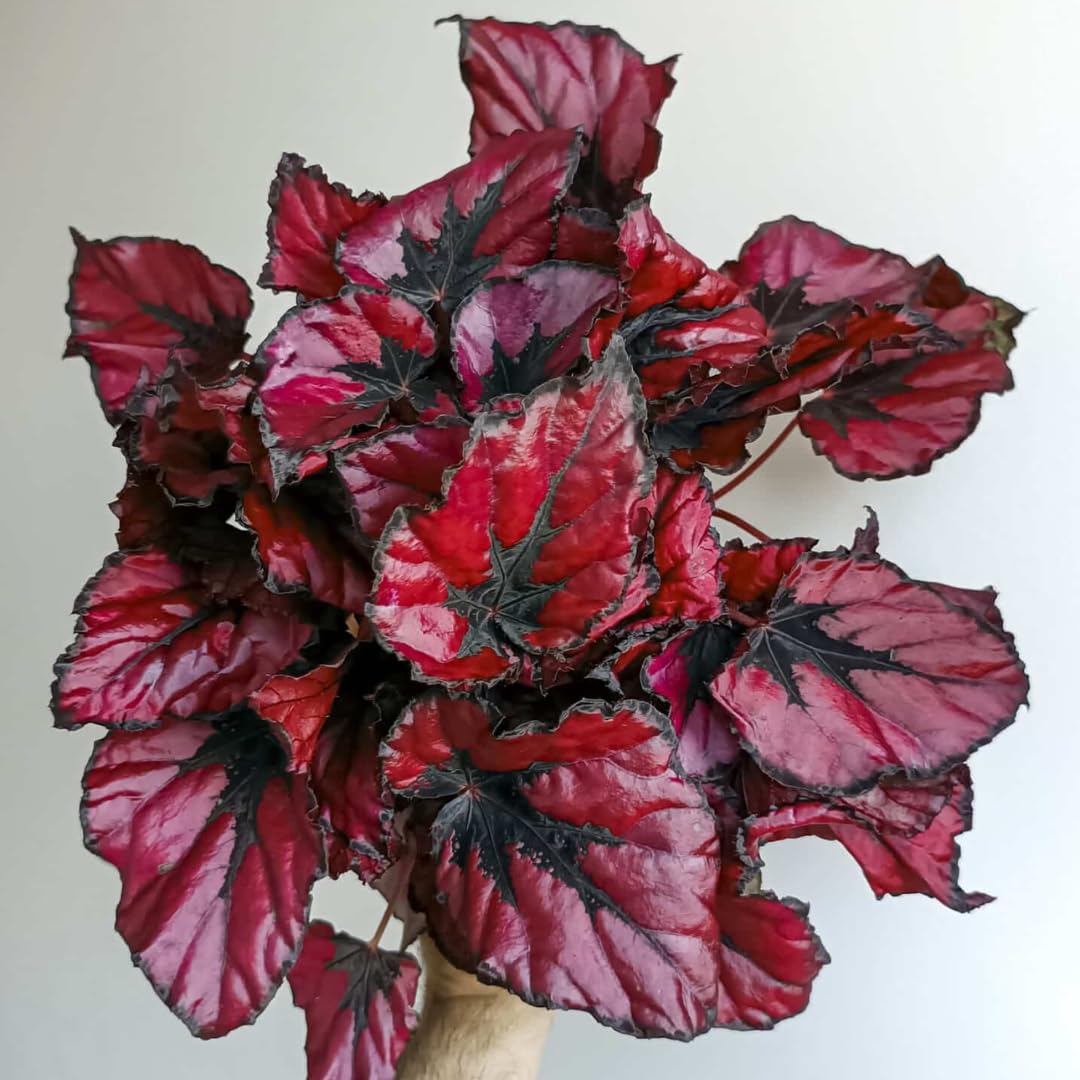Begonia Live Plant Outdoor, Can Grow As Weeping Begonia, Red Black Leaf, Fast-Growing, Easy-Care Flowering Plant for Gardens Containers, 5-9” Tall, No Pot, Begonia Maculata Plants