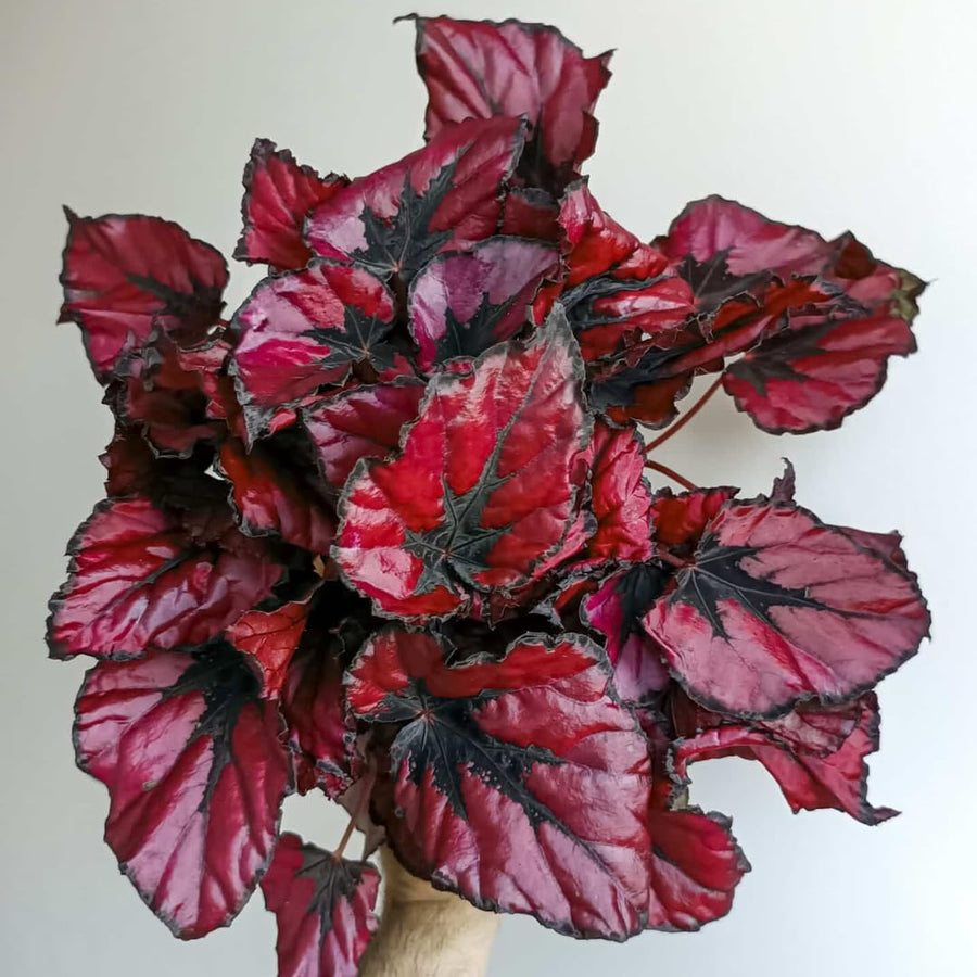 Begonia Live Plant Outdoor, Can Grow As Weeping Begonia, Red Black Leaf, Fast-Growing, Easy-Care Flowering Plant for Gardens Containers, 5-9” Tall, No Pot, Begonia Maculata Plants