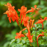 2 Orange Honeysuckle Plants Live for Planting, Size 3 to 5 Inch Tall Honeysuckle Plant, Perennial Flower Vine Shrub for Grow Outdoors, Well Rooted