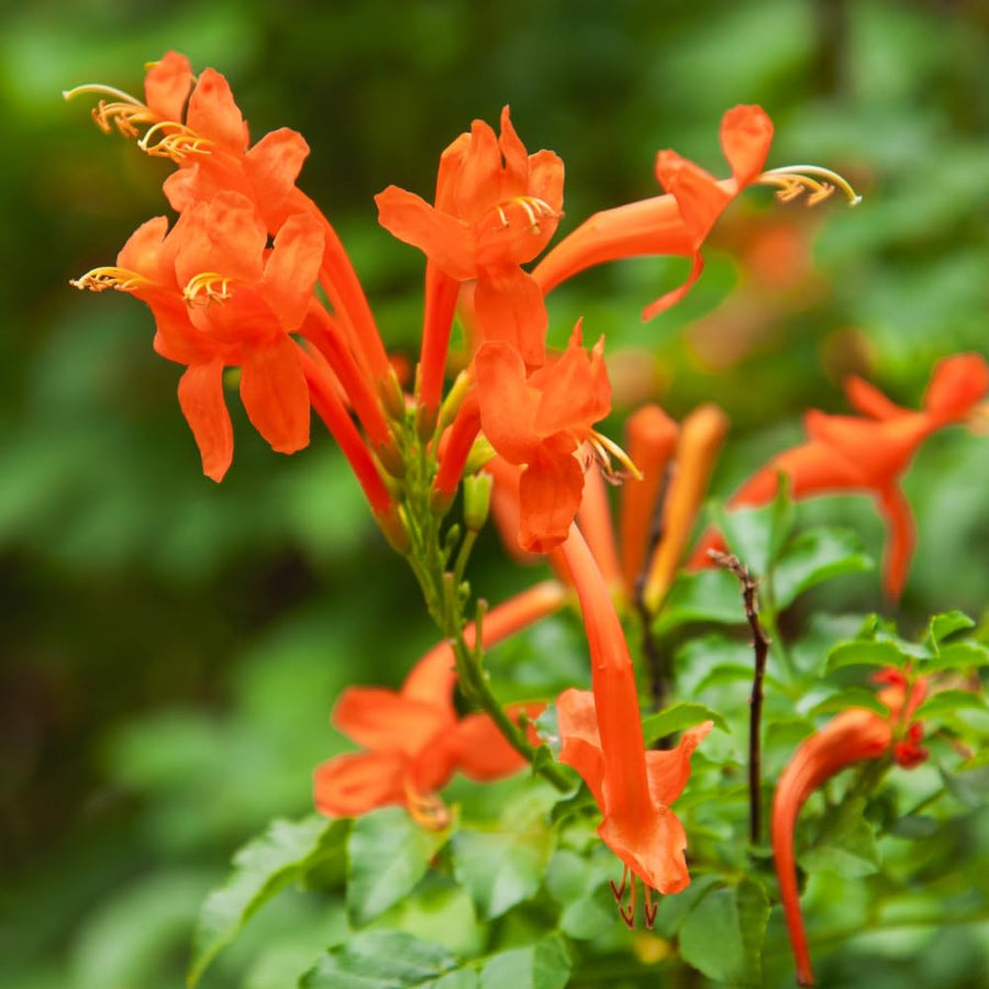 2 Orange Honeysuckle Plants Live for Planting, Size 3 to 5 Inch Tall Honeysuckle Plant, Perennial Flower Vine Shrub for Grow Outdoors, Well Rooted
