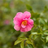 Camellia Plant Live, Camellia Flower Shrub, Well-Rooted in Pot, Cold Hardy Plant for Indoor Outdoor, 8-12'' Tall (Pink)