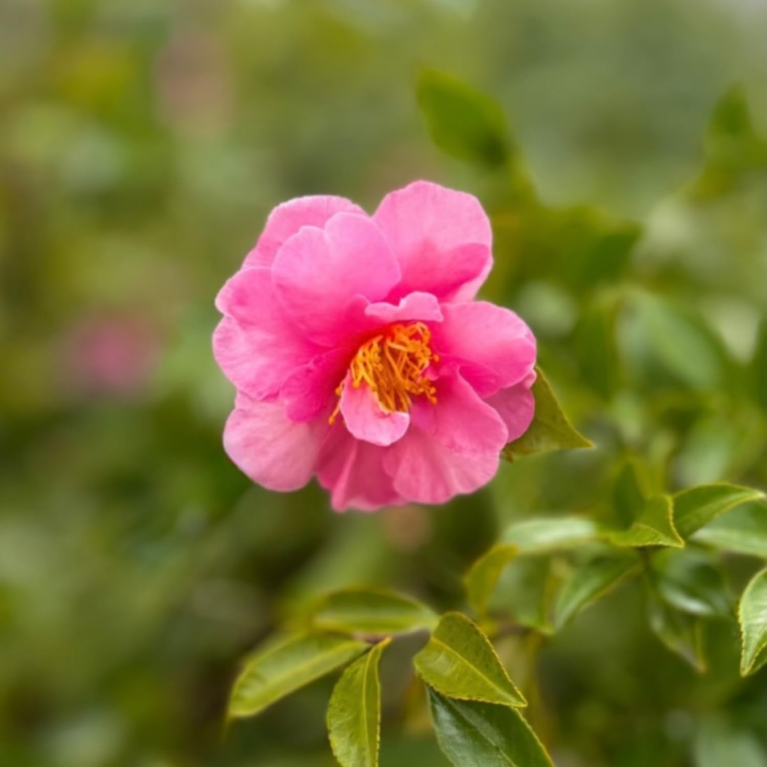Camellia Plant Live, Camellia Flower Shrub, Well-Rooted in Pot, Cold Hardy Plant for Indoor Outdoor, 8-12'' Tall (Pink)