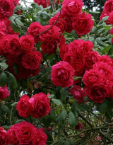 Red Don Juan Climbing Rose Live Plant, Fragrant Climber Rose for Garden, Hybrid Tea Roses Bushes, Establish Root, Cut Back