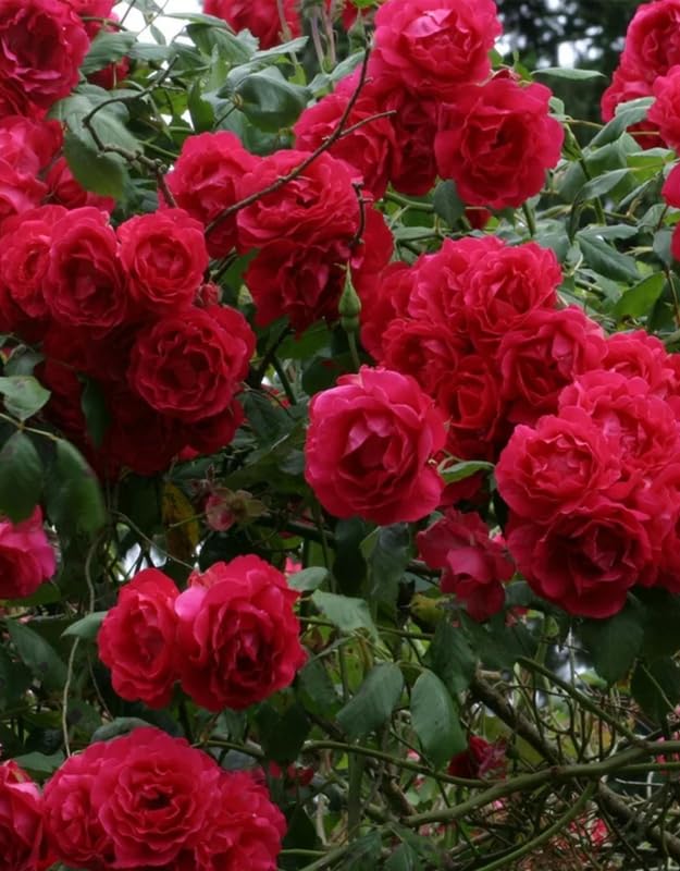 Red Don Juan Climbing Rose Live Plant, Fragrant Climber Rose for Garden, Hybrid Tea Roses Bushes, Establish Root, Cut Back
