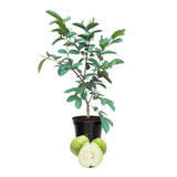 Guava Tree Plant Live, White Guava Plant, 6 to 10 Inc Long, Indoor Outdoor Backyard Fruit Tree