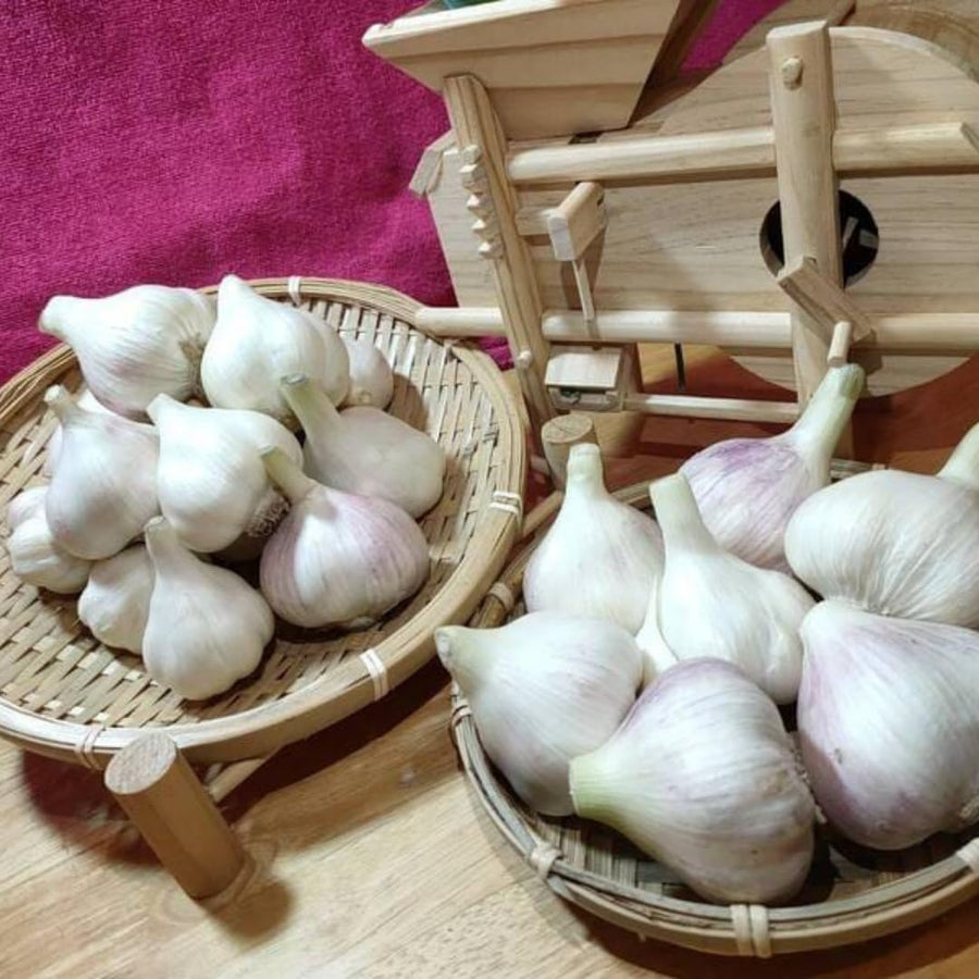 1 LB Jumbo Size Softneck Garlic for Planting in Spring, Soft Neck Garlic Bulbs for Planting, Fresh and High Yield, Cold Hardy, Fast-Growing, 5-6 Bulbs Garlic