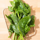 Malabar Spinach Plant Live, Vegetable Vine Plant, 5 to 8 Inch Tall Malabar Spinach Live Plant Potted