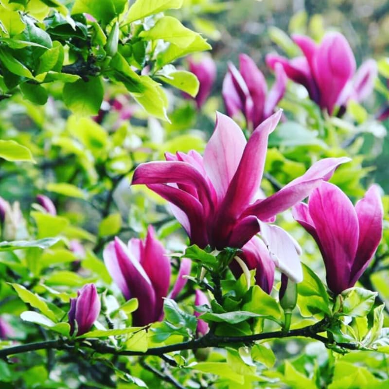2 Ann Magnolia Trees Live Plant 6-12" Tall, in Pot, Fragrant Magnolia Plant Live for Planting Indoor Outdoor, Beautiful Magnolia Flowers Tree, Deep Purple Red Magnolia Flowers