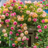 Random Climbing Bush Roses for Garden, Fragrant and Hardy Rose Plants for Outdoor Planting, No Pot, 5 to 9 Inc Tall Starter Plant Well-Rooted, Random Single Color Bloom