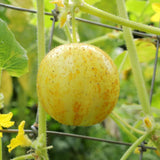 Lemon Cucumber Plants Live, 2 Plants Per Pots, Vegetable Plants, Cucumber Live Plants for Outdoor Planting, Live Cucumbers Plants
