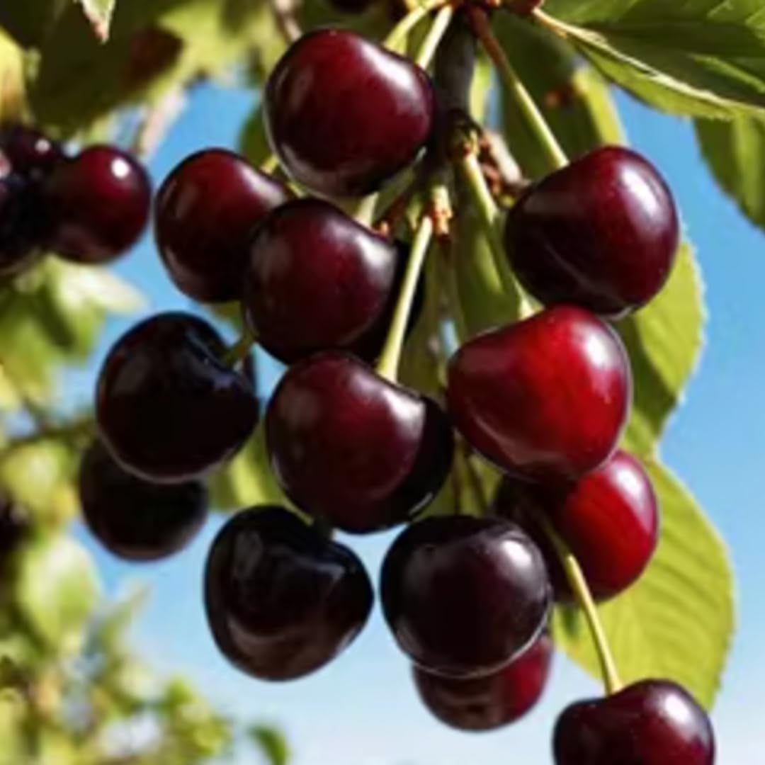 2 Wild Black Cherry Trees Live Plant, Cherry Plant Live Fruit Tree, 12-18 Inch Height, Bareroot Dormant, Black Cherry Tree Plant for Planting