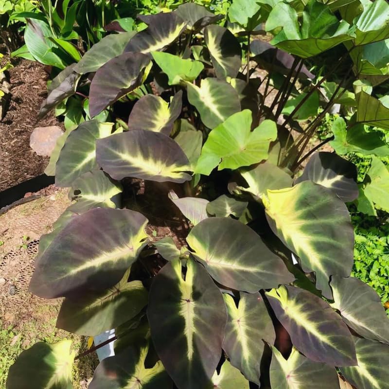 2 Alocasia Live Plants, Live Alocasia Plants Indoor, 3 to 5 Inches, Colocasia Plant, Elephant Ear Esculenta Taro Colocasia Plant House Plant (Tropical)