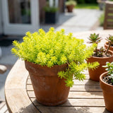 Sedum Live Plant in 4 Inches Pot, Sedum Succulents Plants Live, Vibrant Foliage, Indoor Outdoor Houseplant
