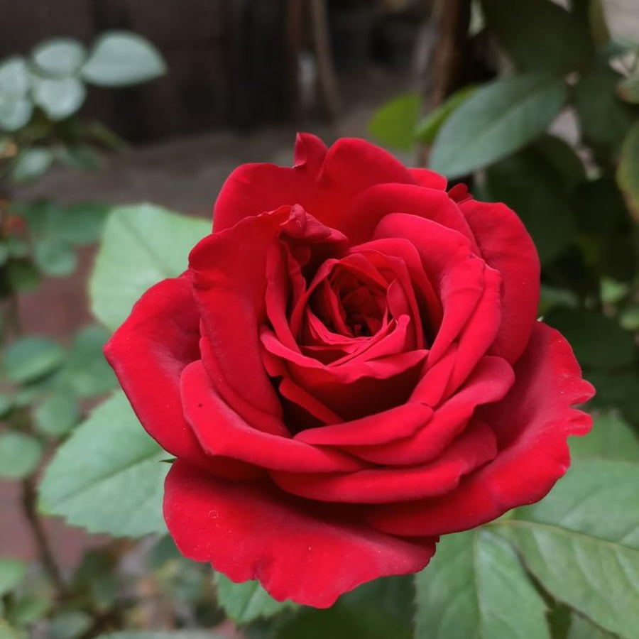 TANKDA Mini Rose Bush, Miniature Rose Flowers in 3'' Pot, Compact Flowering Rose for Indoor Outdoor Gardens and Containers (Red Roses)