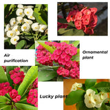 Euphorbia Milii Live Plant, Crown of Thorns Live Plant, Mix Flower Houseplant, 5-8 Inc Tall, Cold Hardy (Light Pink Salmon)