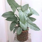 Set of 2 Live Silver Philodendron Plants in 4 Inch Pots, Tropical Indoor Houseplants with Variegated Foliage, Ready to Grow