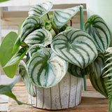 Peperomia Live Plant in 4" Pot, Easy-Care Indoor Trailing Houseplant Succulent Live (Watermelon Peperomia)