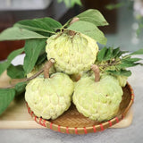 Sweet Sugar Apple Plant Live, 1 Year Old Annona Squamosa 6-8" in Tall Potted, Tropical Fruit Tree for Tropical Fruit Outdoor Growing, Zones 9-11