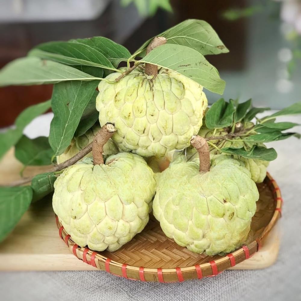 Sweet Sugar Apple Plant Live, 1 Year Old Annona Squamosa 6-8" in Tall Potted, Tropical Fruit Tree for Tropical Fruit Outdoor Growing, Zones 9-11