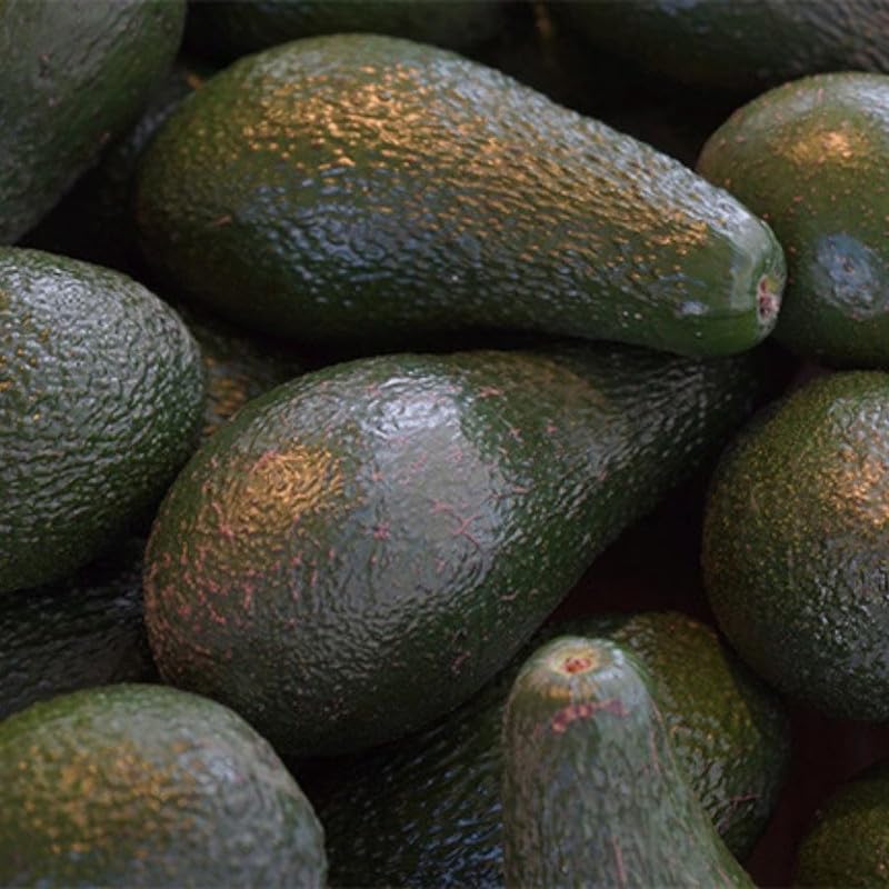 Large Avocado Tree 3ft Tall, Avocado Tree Live Plant, Live Tropical Fruit Tree Live Outdoors, Fruits Plant for Planting