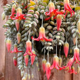 Cotyledon Pendens Plant, Rare Cotyledon Succulents, Easy-Care Hanging Houseplant for Indoor Outdoor Decoration, 6'' Potted