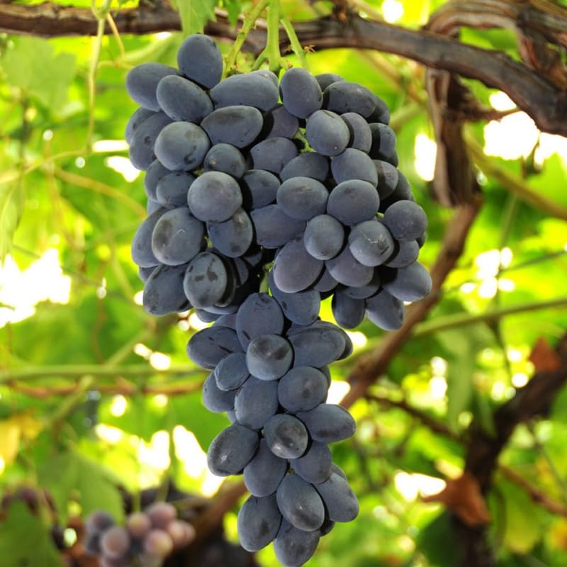 Grape Vine Plant Live for Planting Outdoors, Grape Plant Live Grape Tree to Grow 1-2 Years Old Well-Rooted, Black Grape Fruit Tree Live Plant (Summer Royal Grape)