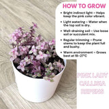 Pink Tradescantia Callisia Repens Plant, 2 Inch Pot, Pink Turtle Vine Succulent, Fully Rooted Live Houseplant for Indoor Planting