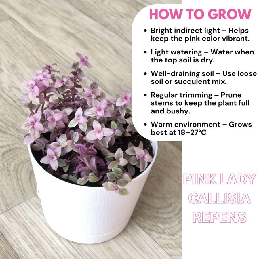 Pink Tradescantia Callisia Repens Plant, 2 Inch Pot, Pink Turtle Vine Succulent, Fully Rooted Live Houseplant for Indoor Planting